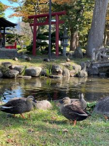 カモと山形の秋を堪能