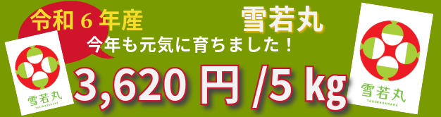 令和6年産 雪若丸